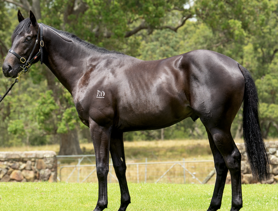 Latest Weekly Listings – Lonhro, Savabeel and Noverre